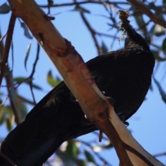 Corcorax melanorhamphos at Hughes, ACT - 10 Oct 2019 11:52 AM