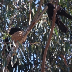 Corcorax melanorhamphos at Hughes, ACT - 10 Oct 2019 11:52 AM