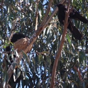 Corcorax melanorhamphos at Hughes, ACT - 10 Oct 2019