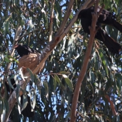 Corcorax melanorhamphos at Hughes, ACT - 10 Oct 2019