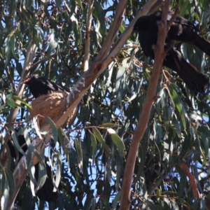 Corcorax melanorhamphos at Hughes, ACT - 10 Oct 2019 11:52 AM