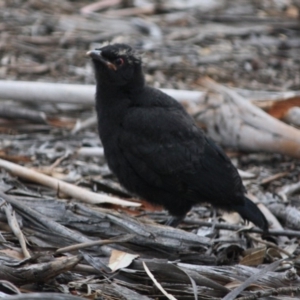 Corcorax melanorhamphos at Hughes, ACT - 10 Oct 2019