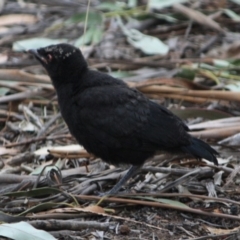 Corcorax melanorhamphos at Hughes, ACT - 10 Oct 2019