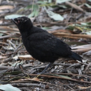 Corcorax melanorhamphos at Hughes, ACT - 10 Oct 2019