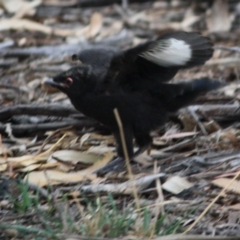 Corcorax melanorhamphos at Hughes, ACT - 10 Oct 2019