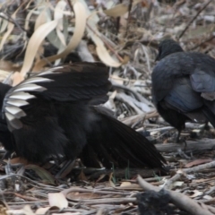 Corcorax melanorhamphos at Hughes, ACT - 10 Oct 2019