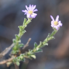 Vittadinia cuneata var. cuneata (Fuzzy New Holland Daisy) at Hughes, ACT - 10 Oct 2019 by LisaH