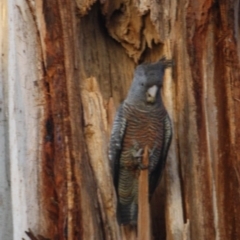 Callocephalon fimbriatum (Gang-gang Cockatoo) at Hughes, ACT - 13 Oct 2019 by LisaH