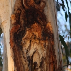 Callocephalon fimbriatum at Hughes, ACT - 13 Oct 2019