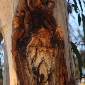 Callocephalon fimbriatum at Hughes, ACT - suppressed