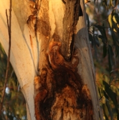 Callocephalon fimbriatum at Hughes, ACT - 13 Oct 2019