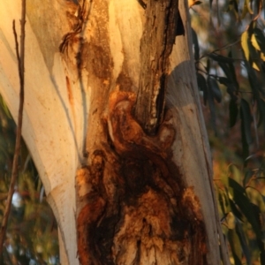 Callocephalon fimbriatum at Hughes, ACT - 13 Oct 2019