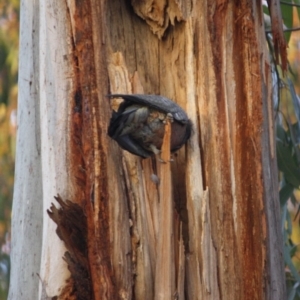 Callocephalon fimbriatum at Hughes, ACT - 13 Oct 2019