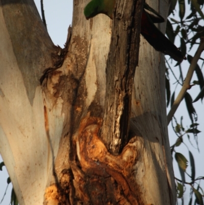 Alisterus scapularis (Australian King-Parrot) at Hughes, ACT - 13 Oct 2019 by LisaH