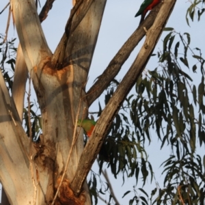 Alisterus scapularis at Hughes, ACT - 13 Oct 2019