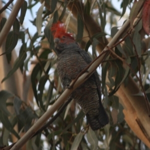 Callocephalon fimbriatum at Hughes, ACT - 13 Oct 2019