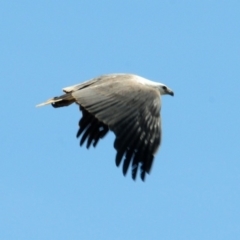 Haliaeetus leucogaster (White-bellied Sea-Eagle) at Boorowa, NSW - 13 Oct 2019 by Harrisi