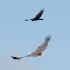 Haliaeetus leucogaster at Boorowa, NSW - 13 Oct 2019