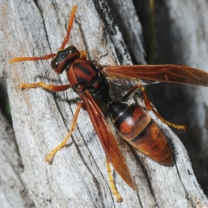 Polistes (Gyrostoma) erythrinus at Crooked Corner, NSW - 13 Oct 2019