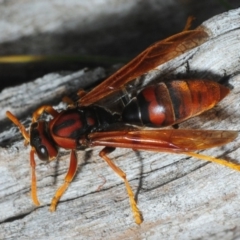 Polistes (Gyrostoma) erythrinus at Crooked Corner, NSW - 13 Oct 2019 03:22 PM