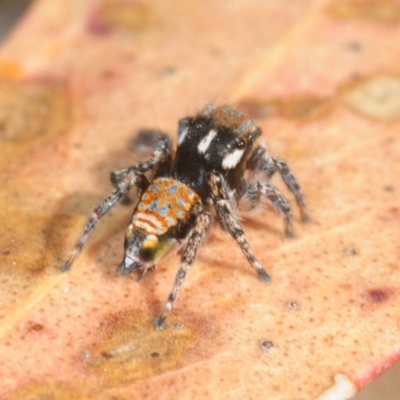 Maratus plumosus (Plumed Peacock Spider) at Crooked Corner, NSW - 13 Oct 2019 by Harrisi