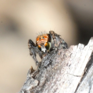 Maratus plumosus at Crooked Corner, NSW - 13 Oct 2019