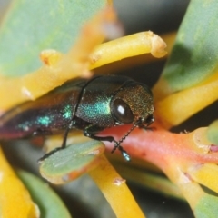 Melobasis thoracica (A jewel beetle) at Crooked Corner, NSW - 13 Oct 2019 by Harrisi