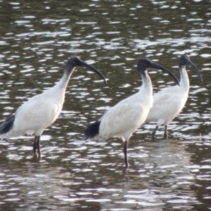 Threskiornis molucca at Monash, ACT - 2 Oct 2019 07:59 PM