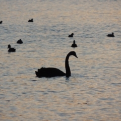 Cygnus atratus (Black Swan) at Isabella Plains, ACT - 2 Oct 2019 by michaelb