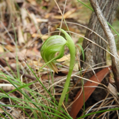 Pterostylis nutans (Nodding Greenhood) at Tennent, ACT - 5 Oct 2019 by MatthewFrawley