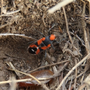 Melanerythrus mactans at Tennent, ACT - 6 Oct 2019 04:39 PM