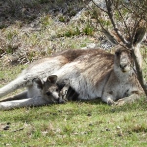 Macropus giganteus at Tennent, ACT - 6 Oct 2019 10:50 AM