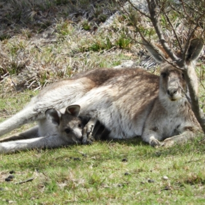 Macropus giganteus (Eastern Grey Kangaroo) at Tennent, ACT - 5 Oct 2019 by MatthewFrawley