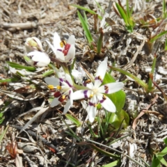 Wurmbea dioica subsp. dioica (Early Nancy) at Tennent, ACT - 6 Oct 2019 by MatthewFrawley