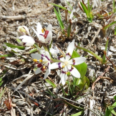 Wurmbea dioica subsp. dioica (Early Nancy) at Tennent, ACT - 6 Oct 2019 by MatthewFrawley