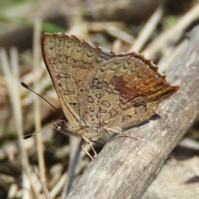 Paralucia aurifera (Bright Copper) at Tennent, ACT - 6 Oct 2019 by MatthewFrawley