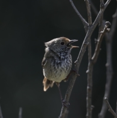 Acanthiza pusilla (Brown Thornbill) at Moruya, NSW - 9 Oct 2019 by jbromilow50