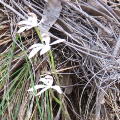 Caladenia sp. (A Caladenia) at Denman Prospect, ACT - 6 Oct 2019 by Jean