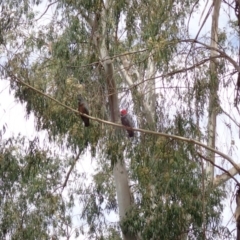 Callocephalon fimbriatum (Gang-gang Cockatoo) at Acton, ACT - 14 Oct 2019 by Laserchemisty