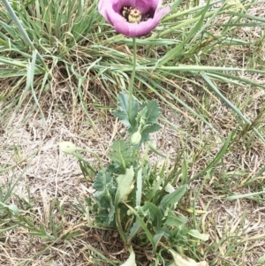 Papaver somniferum at Hughes, ACT - 4 Oct 2019