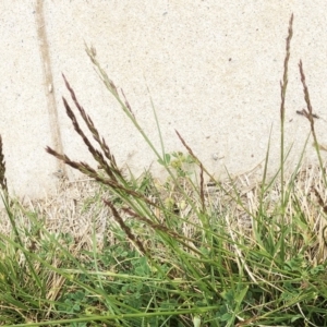 Festuca arundinacea at Hughes, ACT - 14 Oct 2019