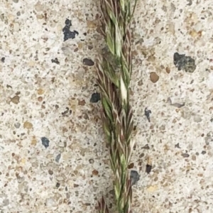 Festuca arundinacea at Hughes, ACT - 14 Oct 2019