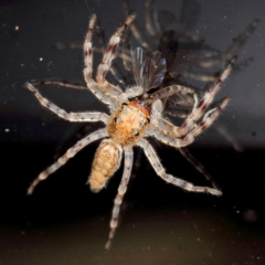 Helpis minitabunda (Threatening jumping spider) at Kambah, ACT - 14 Oct 2019 by Marthijn