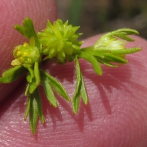 Ranunculus sessiliflorus var. sessiliflorus at Dunlop, ACT - 11 Oct 2019 01:09 PM