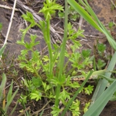 Ranunculus sessiliflorus var. sessiliflorus at Dunlop, ACT - 11 Oct 2019 01:09 PM