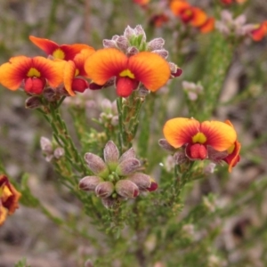 Dillwynia sericea at Hawker, ACT - 11 Oct 2019