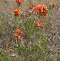 Dillwynia sericea at Hawker, ACT - 11 Oct 2019