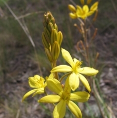 Bulbine bulbosa (Golden Lily) at Dunlop, ACT - 13 Oct 2019 by pinnaCLE