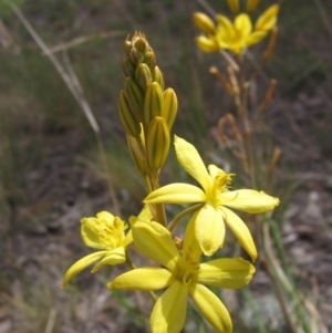 Bulbine bulbosa at Dunlop, ACT - 14 Oct 2019 10:34 AM