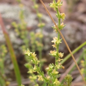 Galium sp. at Dunlop, ACT - 14 Oct 2019 11:04 AM